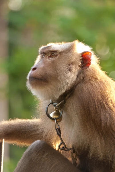 泰国猴子 — 图库照片
