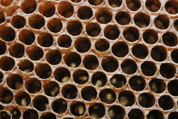 古い蜂蜜の櫛 — ストック写真