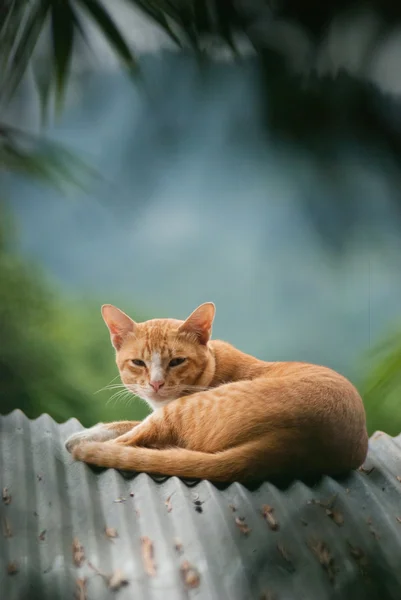 Thai cat — Stock Photo, Image