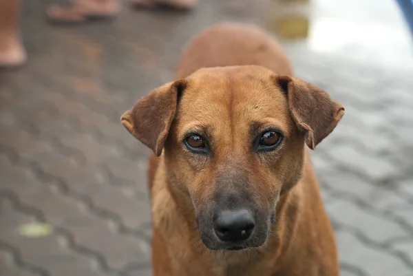Basit sokak köpeği — Stok fotoğraf