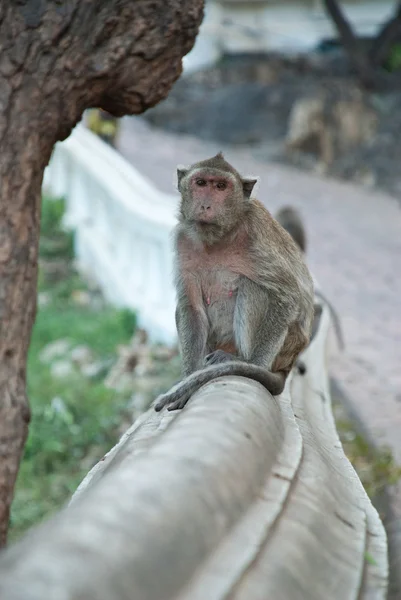 Thajská opice — Stock fotografie