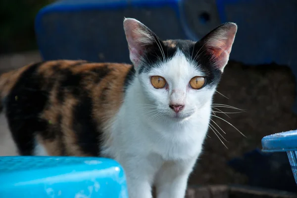 Thai cat — Stock Photo, Image