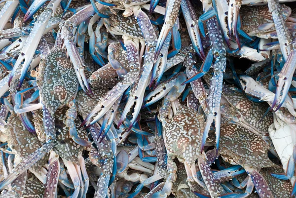 Raw seafood — Stock Photo, Image