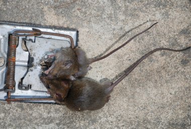 kapana kısılmış fareler