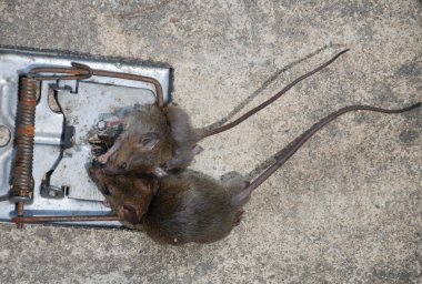 Trapped rats clipart