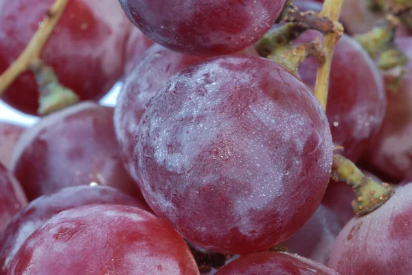 Kırmızı üzüm — Stok fotoğraf
