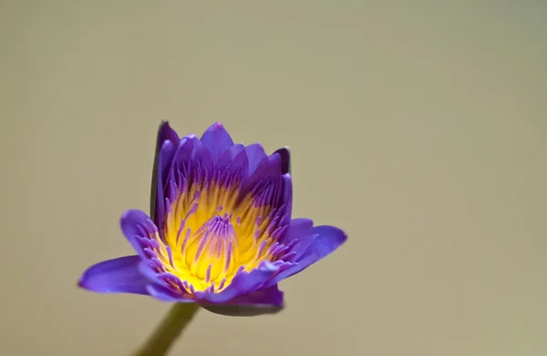 Mor lotus — Stok fotoğraf
