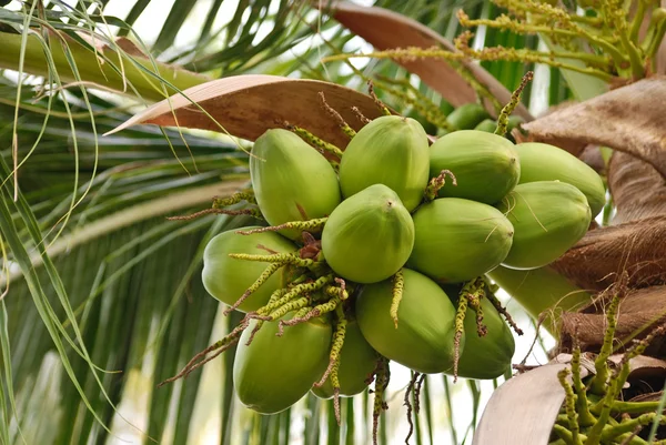 若いココナッツのグループ — ストック写真