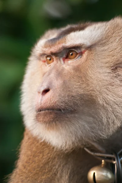 Thai-apina — kuvapankkivalokuva