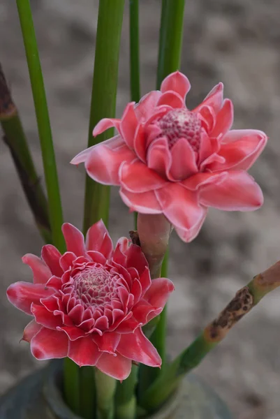 Thajské květ — Stock fotografie