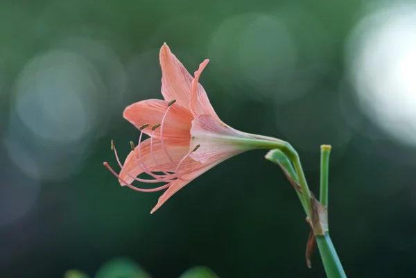 Tajski kwiat — Zdjęcie stockowe