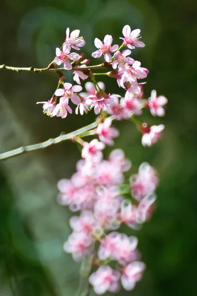 Thailändska blomma — Stockfoto