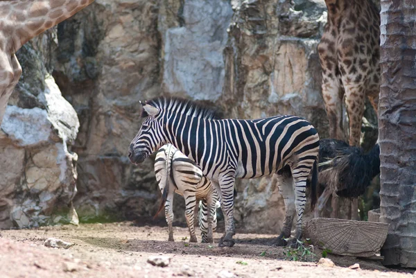 Zebra — Zdjęcie stockowe
