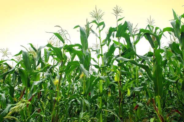 Pole kukurydzy — Zdjęcie stockowe