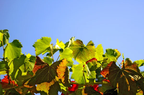 Листья виноградника — стоковое фото