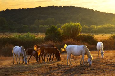 Pasturing horses clipart