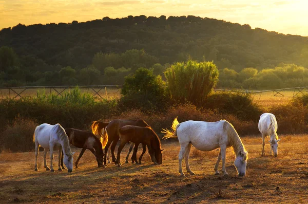 Пастбищные лошади — стоковое фото