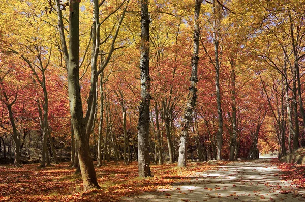 Een wandeling in de herfst — Stockfoto