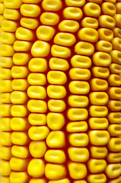 Фоновая кукуруза — стоковое фото