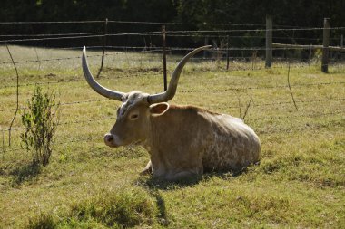 Texas longhorn inek istirahat