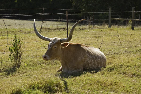 Техас Longhorn корови в стані спокою — стокове фото