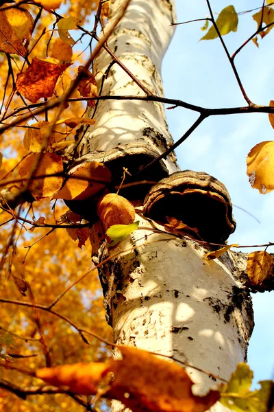 Wood mushroom on a birch. — Stock Photo, Image