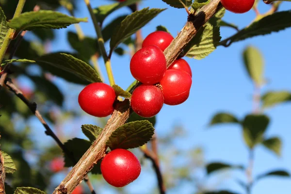 Red ripe cherry on a branch. — Stock Photo, Image