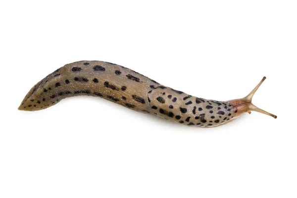 Leopard Slug — Stock Photo, Image