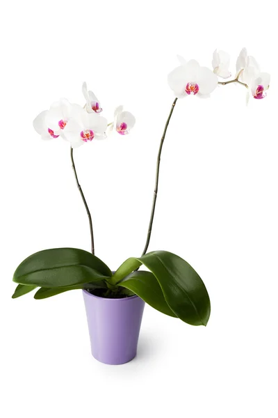 Vit orkidé blomkruka — Stockfoto