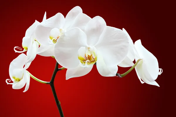 Orchidée contre rouge Image En Vente