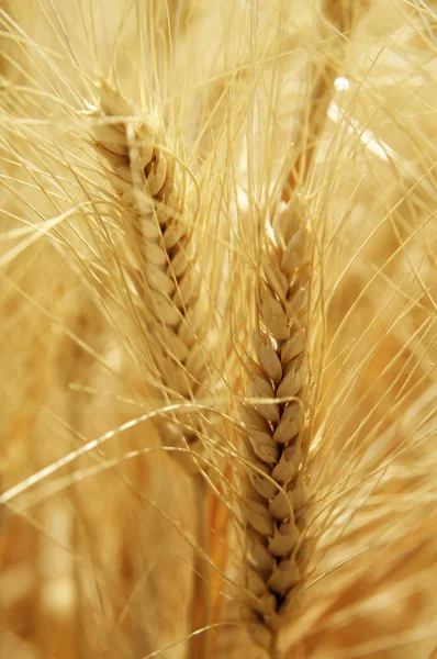 Летняя пшеница Лицензионные Стоковые Фото