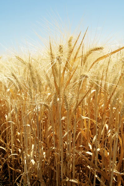 Літній пшениці Стокова Картинка