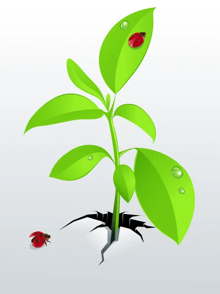 Νέοι πράσινο φυτό και πασχαλίτσα — Διανυσματικό Αρχείο