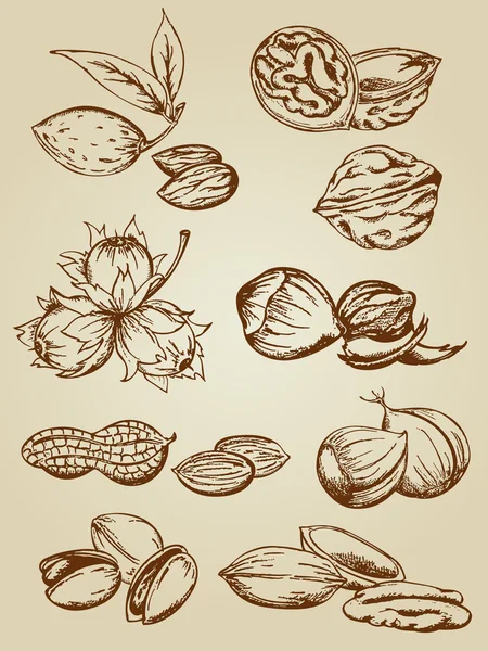 Conjunto de diversos frutos secos — Archivo Imágenes Vectoriales