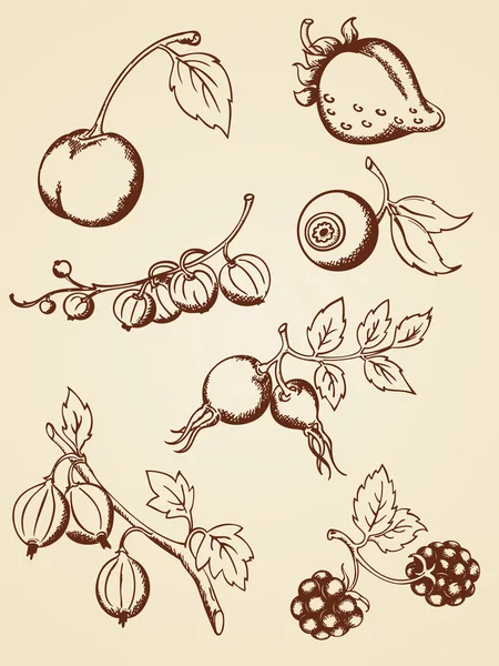Hand drawn vintage berries — Stock Vector