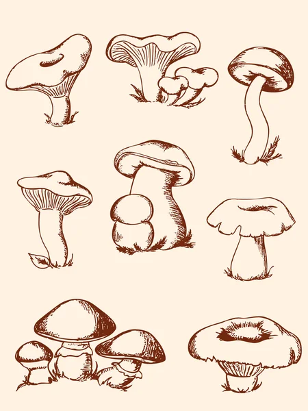 Conjunto de cogumelos florestais vintage — Vetor de Stock