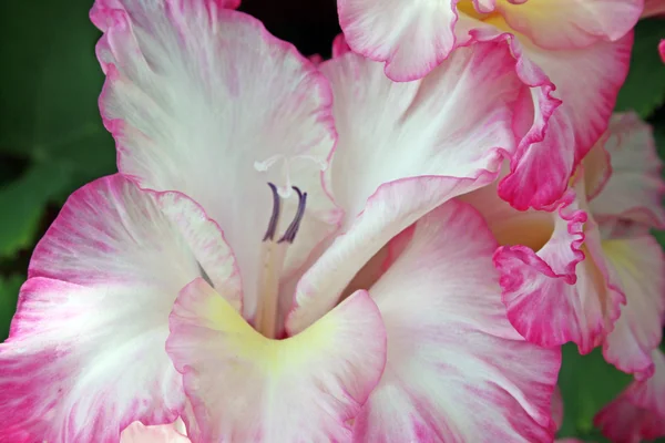 Mooie gladiolen bloem — Stockfoto