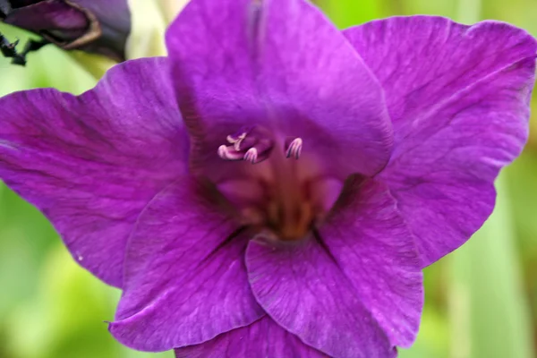 Pretty gladioli flower — Stock Photo, Image