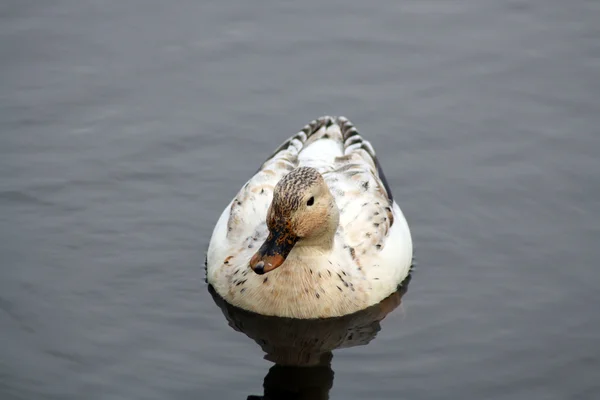 Ente auf einem See — Stockfoto