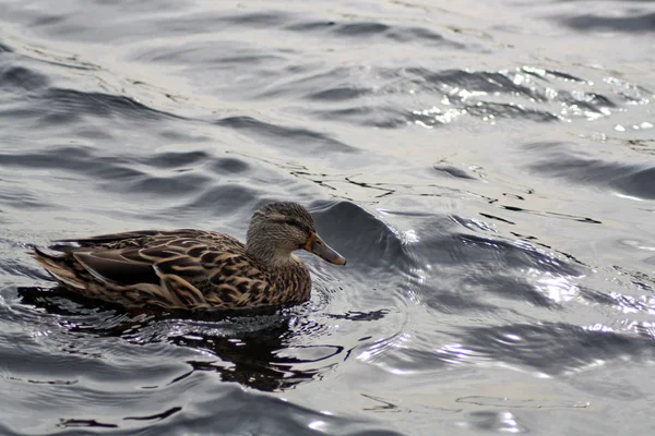 Bir göl üzerinde ördek — Stok fotoğraf