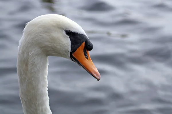 stock image Young swan