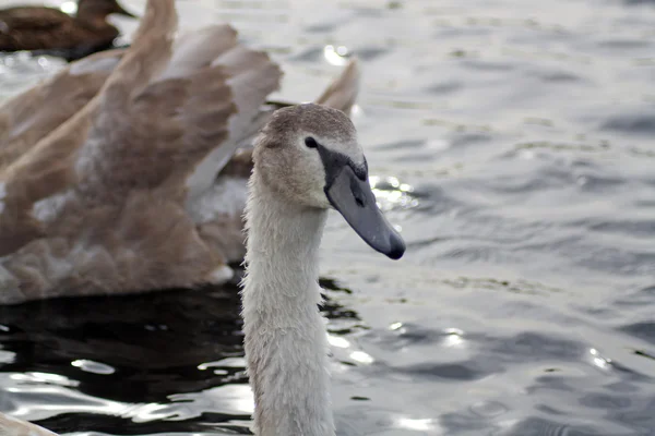 Cisne jovem — Fotografia de Stock