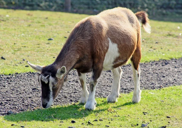 Una cabra — Foto de Stock