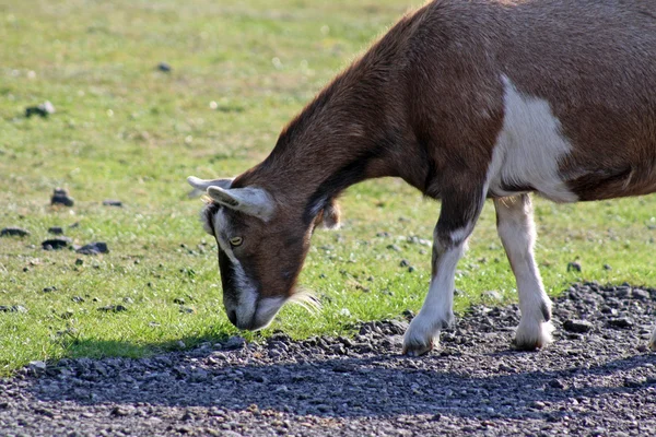 Una cabra — Foto de Stock