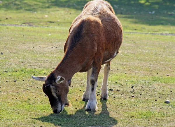 Una capra — Foto Stock