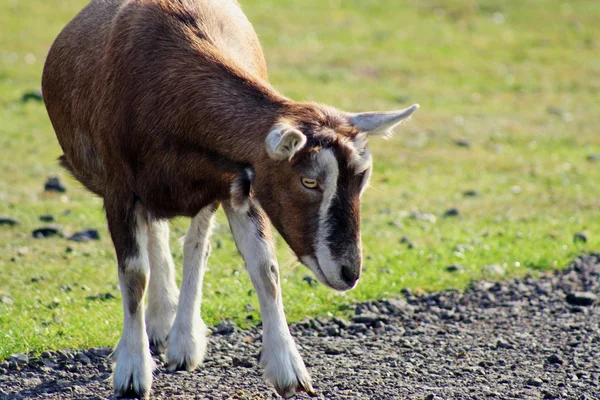 Una capra — Foto Stock
