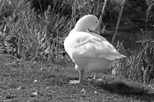 Bílá kachna — Stock fotografie