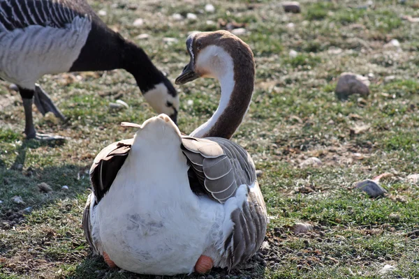 Geese on land — Stock Photo, Image