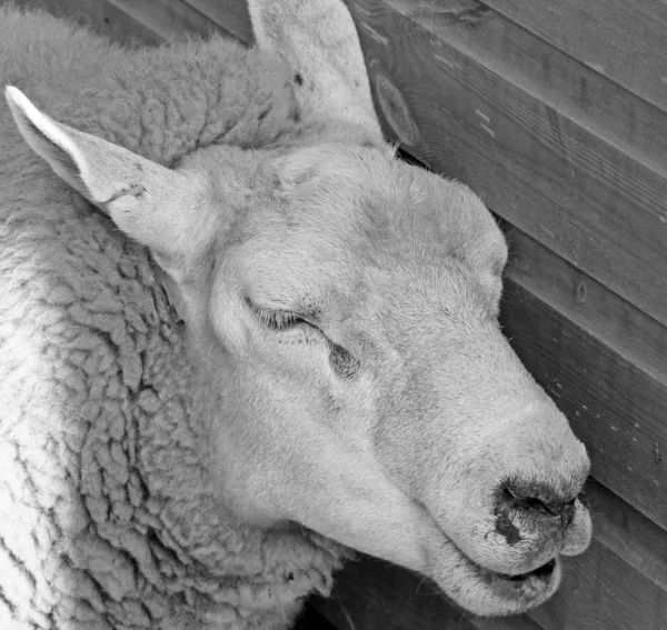 Sheeps head — Stock Photo, Image