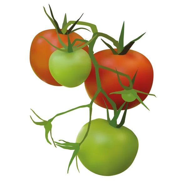 Tomates — Archivo Imágenes Vectoriales